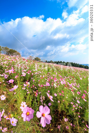 コスモス畑 コスモス畑 36020331