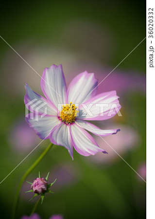 コスモス畑 36020332