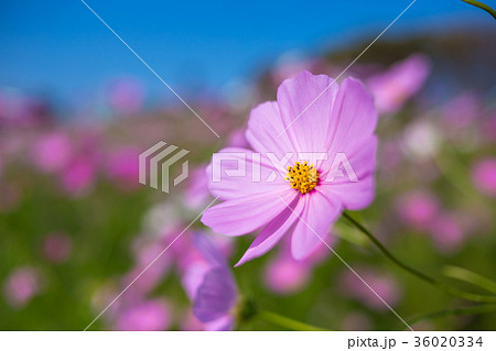 コスモス畑 36020334