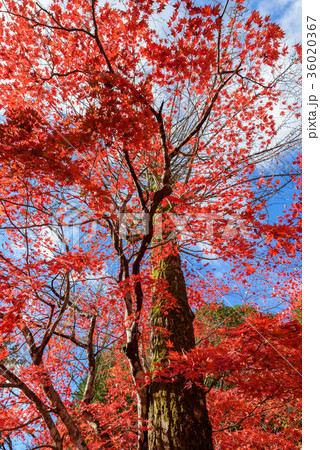 奥丹波　洞光寺 36020367