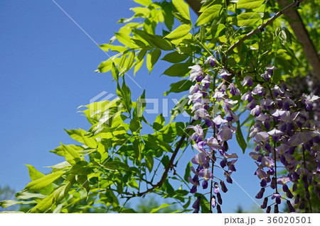 青空に映えるフジの花 36020501