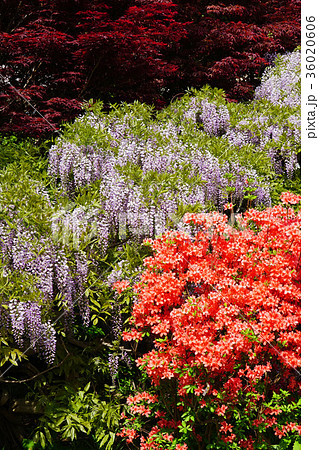 滝のようなフジの花 36020606