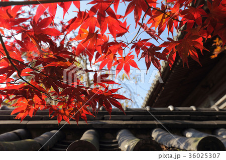 四国霊場第19番札所「立江寺」仁王門脇の紅葉 四国霊場第19番札所「立江寺」仁王門脇の紅葉 36025307