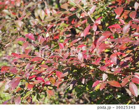 ブル-ベリ-の紅葉 ブル-ベリ-の紅葉 36025343