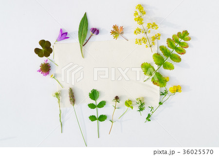 nature composition 36025570