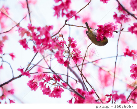 桜 さくら サクラ 36026067