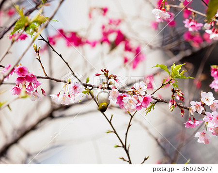 桜 さくら サクラ 36026077