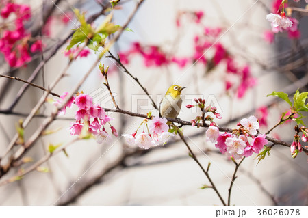 桜 さくら サクラ 36026078