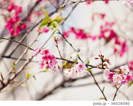桜 さくら サクラ 36026080