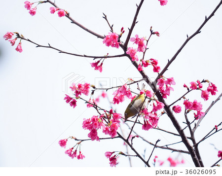 桜 さくら サクラ 36026095
