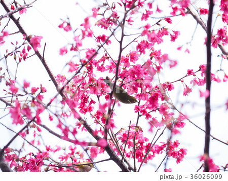 桜 さくら サクラ 36026099