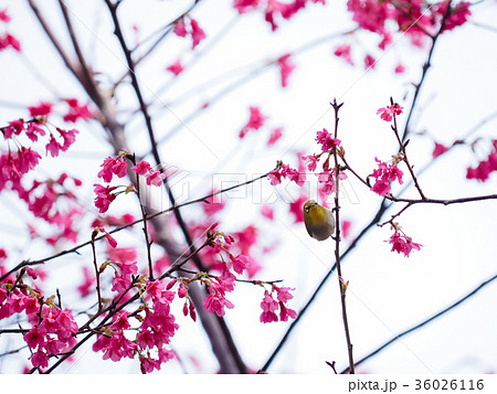 桜 さくら サクラ 36026116