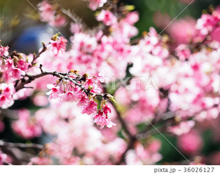 桜 さくら サクラ 36026127