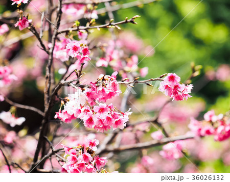 桜 さくら サクラ 36026132