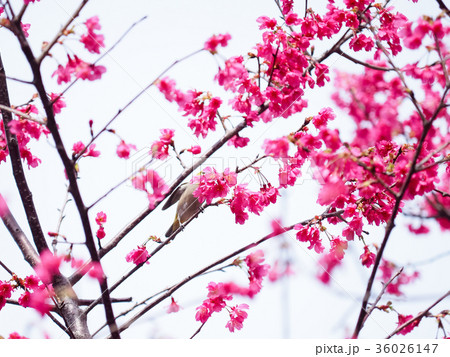 桜 さくら サクラ 36026147