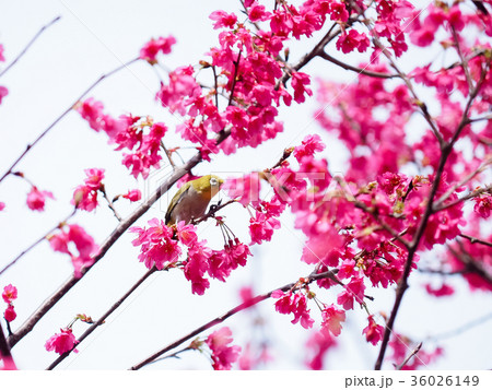桜 さくら サクラ 36026149