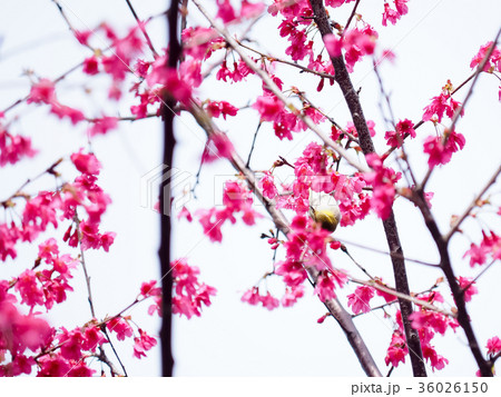 桜 さくら サクラ 36026150