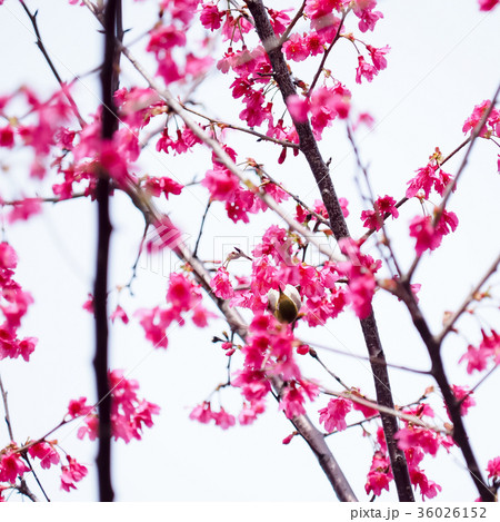 桜 さくら サクラ 36026152