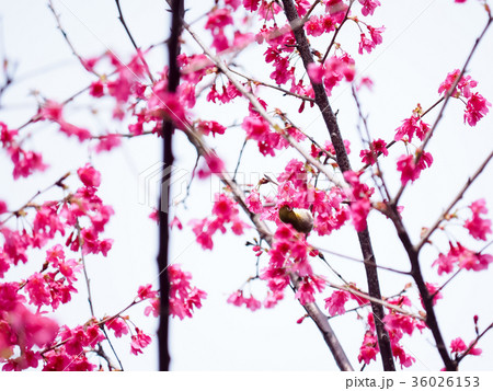 桜 さくら サクラ 36026153