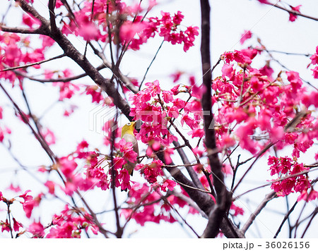 桜 さくら サクラ 36026156