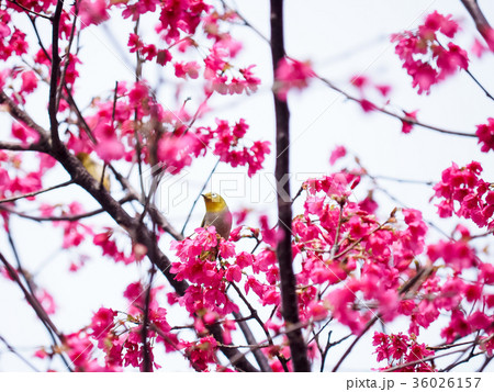 桜 さくら サクラ 36026157