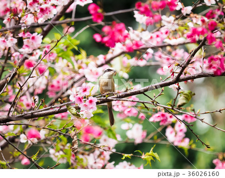 桜 さくら サクラ 36026160