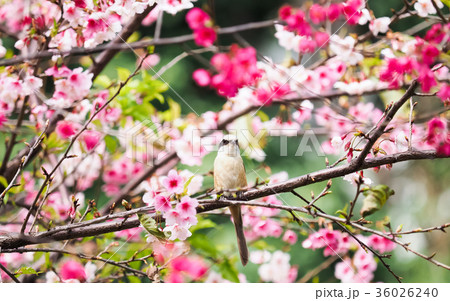 桜 さくら サクラ 36026240