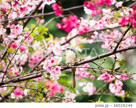 桜 さくら サクラ 36026246