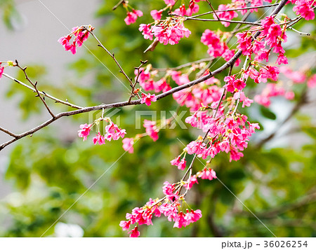 桜 さくら サクラ 36026254