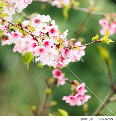 桜 さくら サクラ 36026259