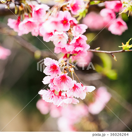 桜 さくら サクラ 36026264