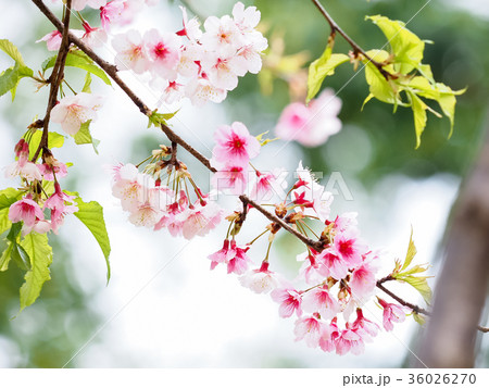 桜 さくら サクラ 36026270