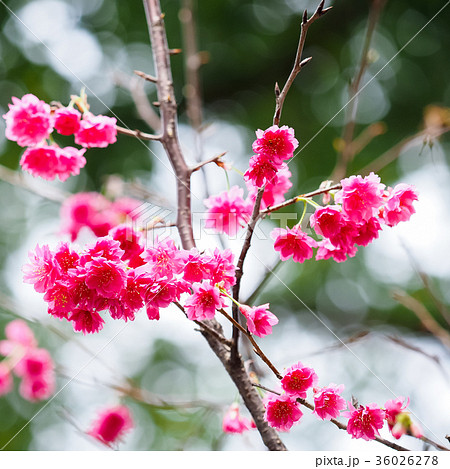 桜 さくら サクラ 36026278