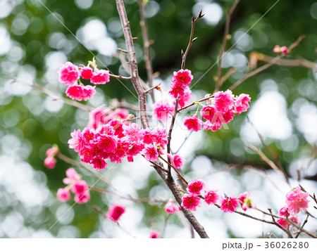 桜 さくら サクラ 36026280