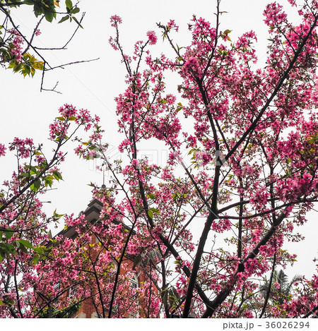 桜 さくら サクラ 36026294