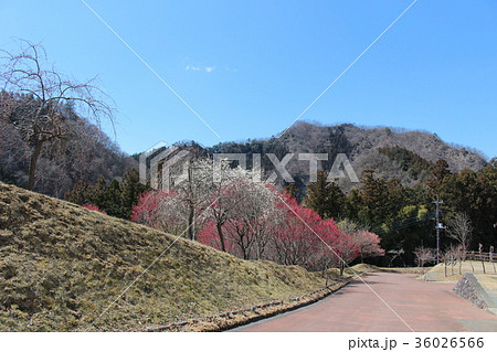 春のほたる山公園(群馬県下仁田町) 春のほたる山公園(群馬県下仁田町) 36026566