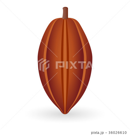 Cocoa Bean isolated Cocoa Bean isolated 36026610