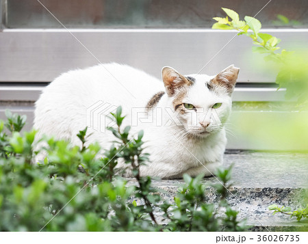 猫 ねこ ネコ 36026735