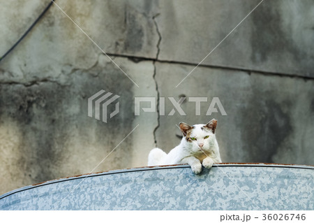 猫 ねこ ネコ 36026746