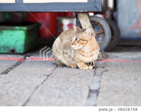 猫 ねこ ネコ 36026748
