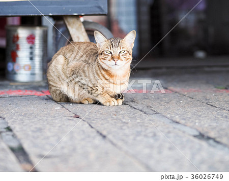 猫 ねこ ネコ 36026749