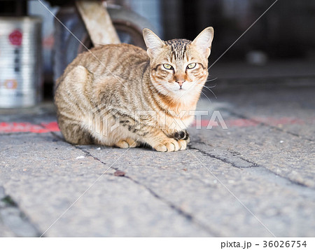 猫 ねこ ネコ 36026754