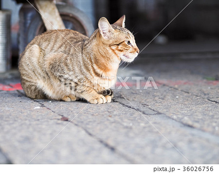 猫 ねこ ネコ 36026756