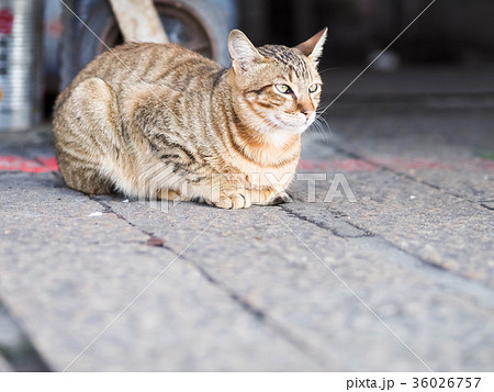 猫 ねこ ネコ 36026757