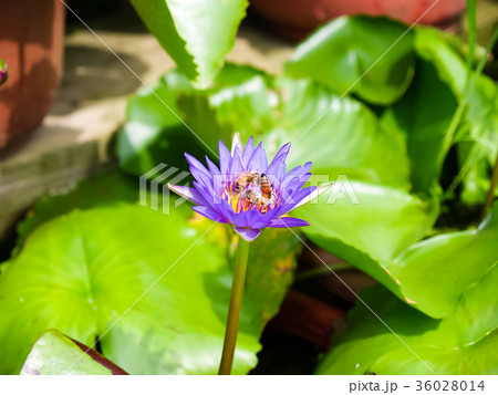 夏 サマーイメージ 夏イメージ 36028014