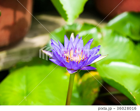 夏 サマーイメージ 夏イメージ 36028016