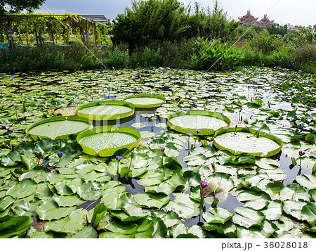 夏 サマーイメージ 夏イメージ 36028018