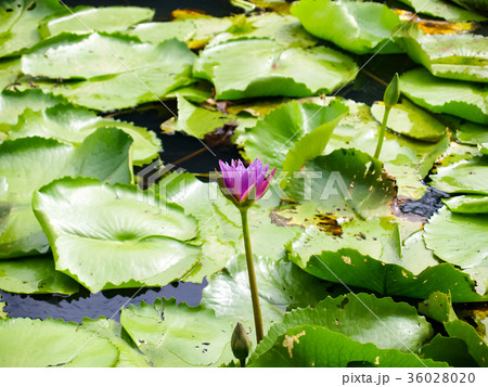 夏 サマーイメージ 夏イメージ 36028020