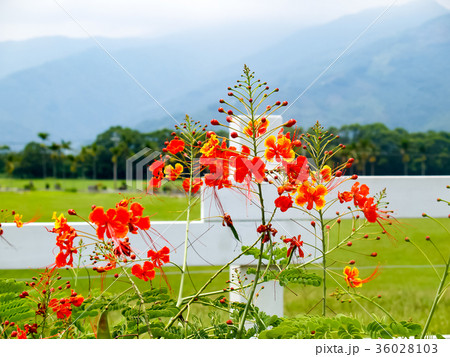 農場 農園 農村地帯 36028103