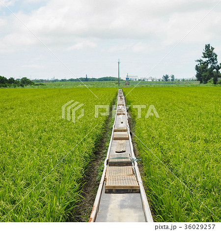 台湾 稲穂 イナホ 36029257